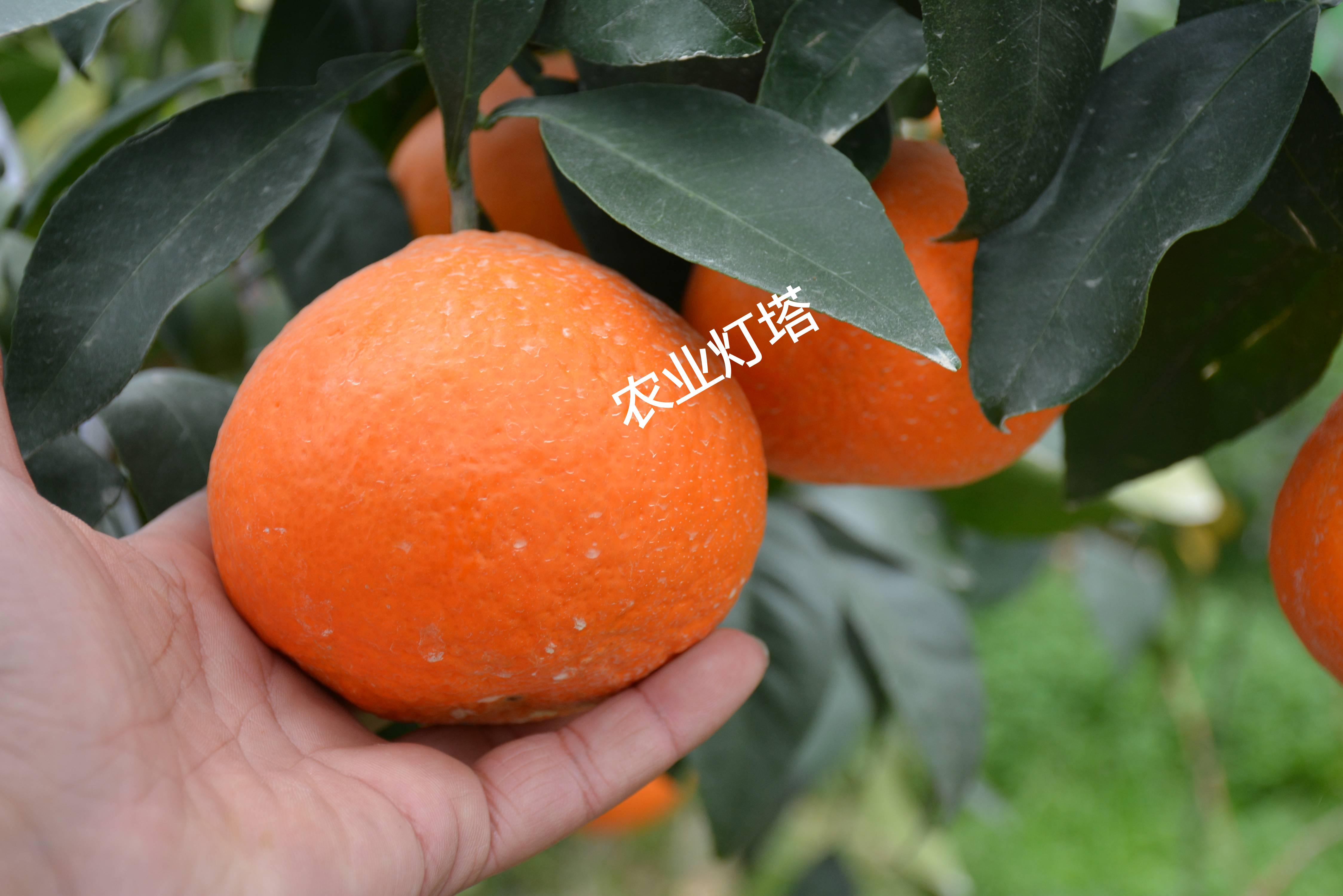 2018年柑果苗品种,泉州特早熟柑橘种苗