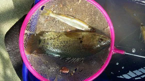 美味但少有人吃，有着强悍的“鱼生”，却被钓鱼人叫成“过街鼠”