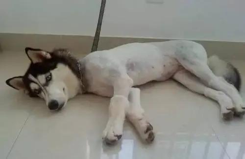 一觉醒来，家里的狗子秃顶了？！