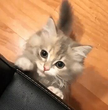 猫属于肉食动物一般不吃什么,猫咪是肉食动物为什么也吃饼干