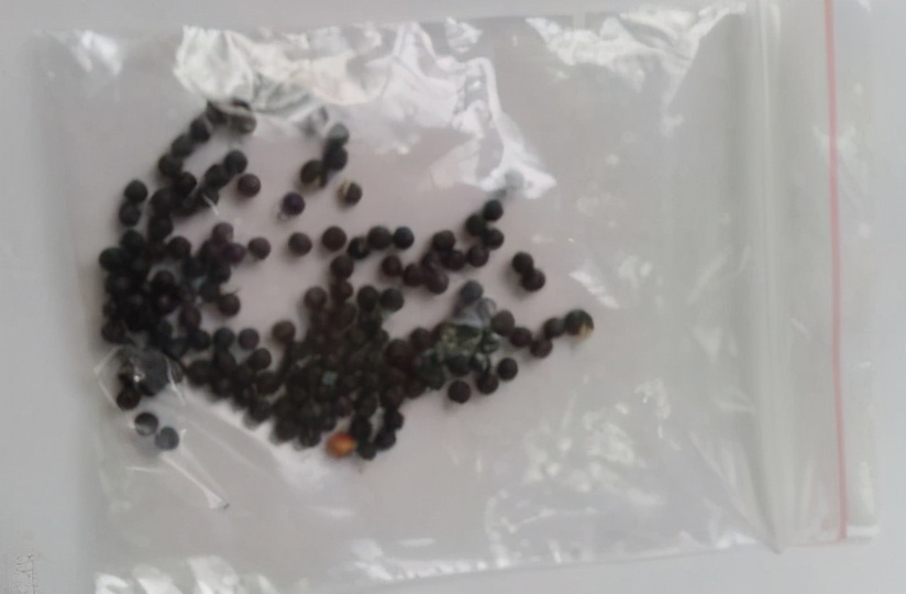 春种什么季节播种,春季播种的正确方法