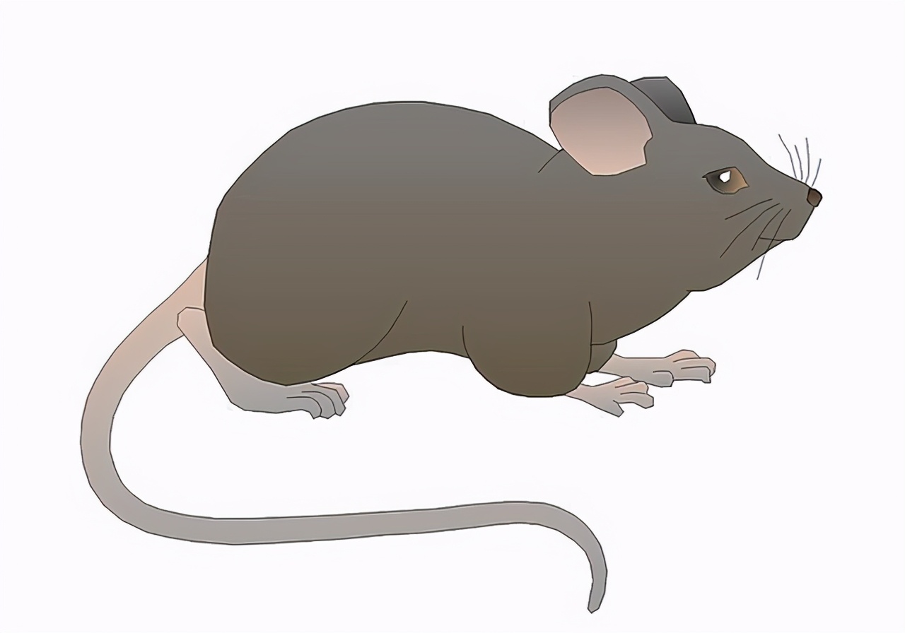 被蟒蛇吞进肚子能否用刀自救实验,你被蟒蛇吞下能用刀自救吗