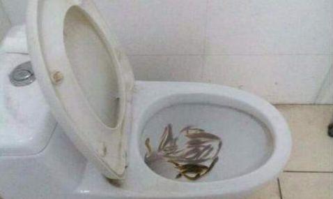 马桶有粪便堵了用水冲满了怎么办,马桶被鱼堵塞最快的疏通方法
