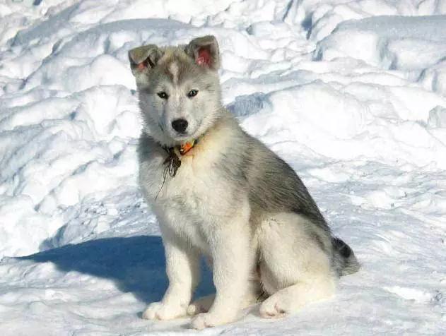 45种狗狗很难得一见你认识几种,45种最难得一见的狗