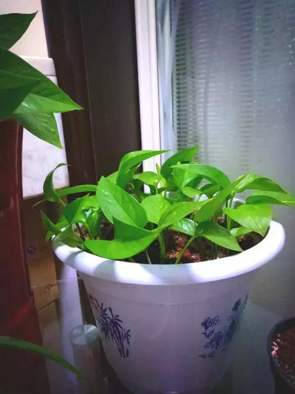 绿萝烂根怎么养才能更旺盛,绿萝怎样养才能养得更旺盛