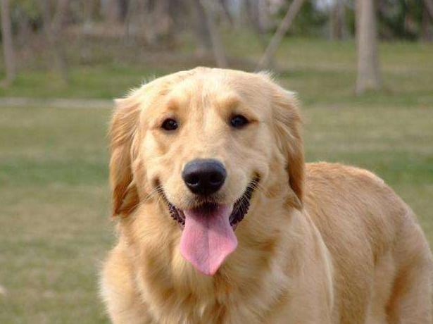 金毛犬十大优点,养金毛犬的优缺点及注意事项