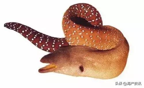 海洋科普世界上都有什么鱼,十种受欢迎的海鲜鱼类