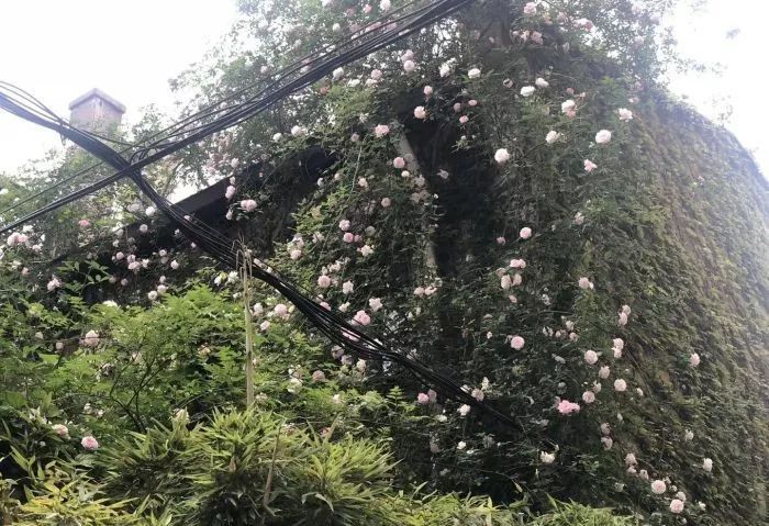 魔都15家幼儿园,魔都top10热门民办幼儿园