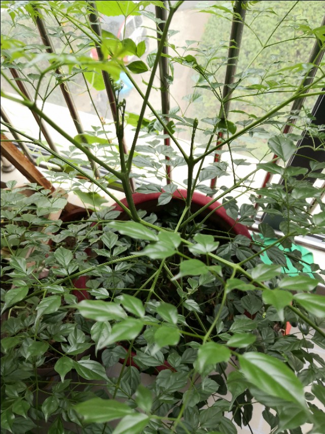 幸福树卷叶是什么原因引起的,幸福树生虫怎么解决