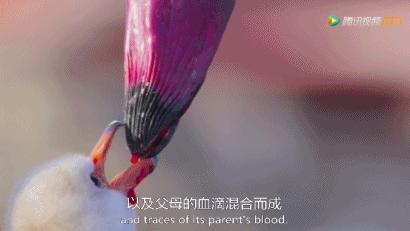 被吹爆的神片,被吹上天的神作