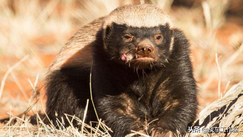 日本打仗摩托车,日本摩托车大战