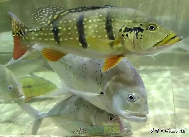 什么鲨鱼能和虎一起混养,泰国虎鱼和皇冠可以混养吗