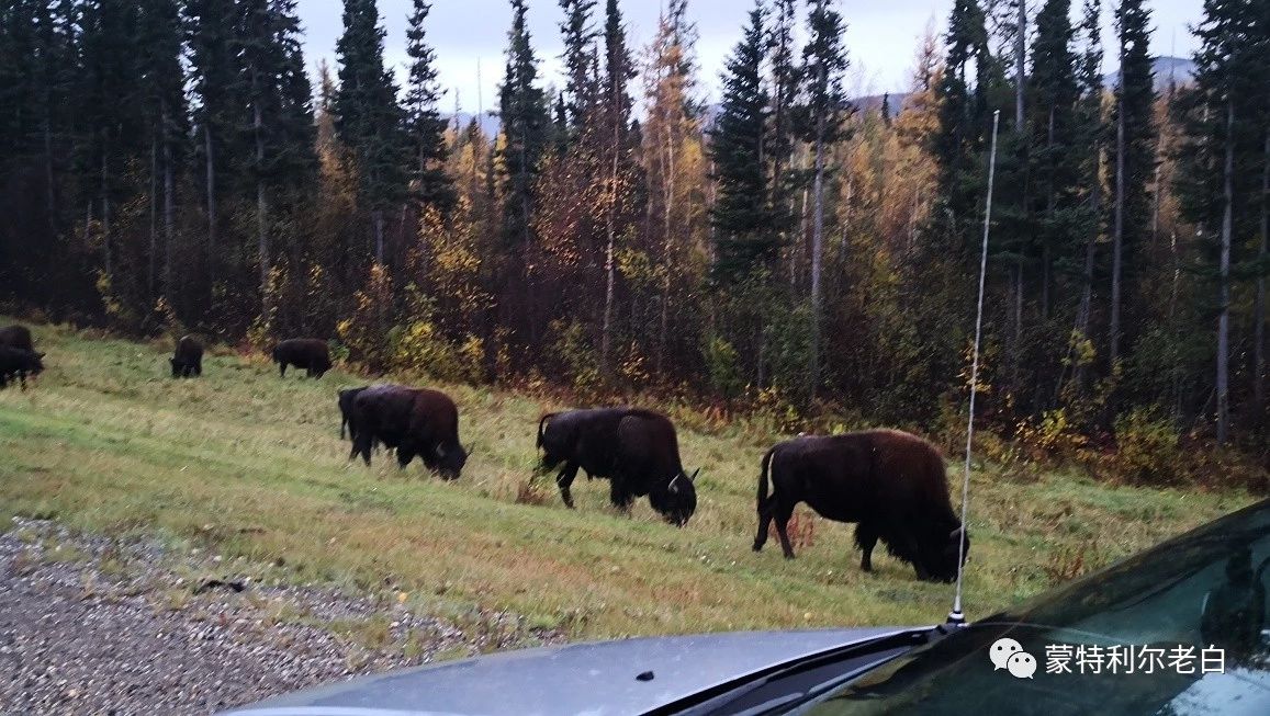 跟着老白行走加拿大，育空Watson Lake、BC省Northern Rockies