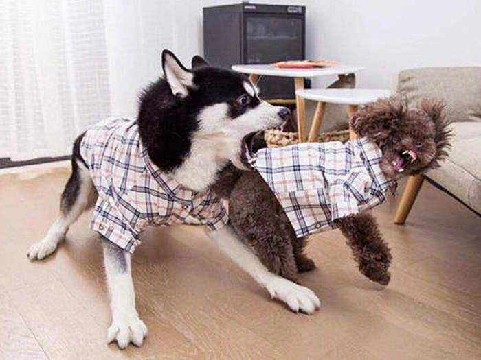 神犬哈士奇有多聪明,二哈哈士奇智商排行