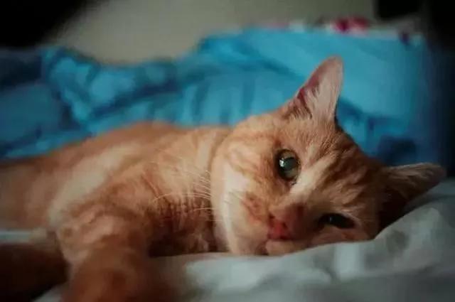 犬猫呕吐,猫犬呕吐