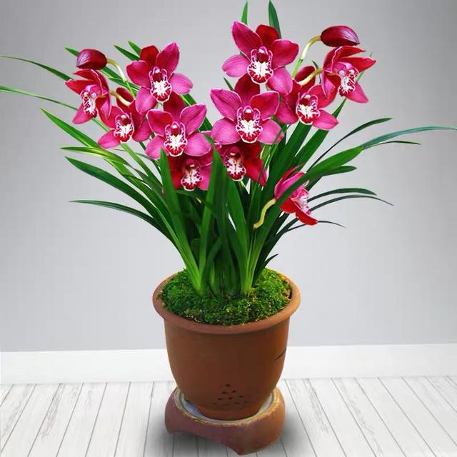 墨兰叶子尖发黄怎么补救,墨兰叶子发黄快速补救方法