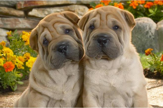 身上很臭的狗叫什么,狗狗身上异味重是怎么回事