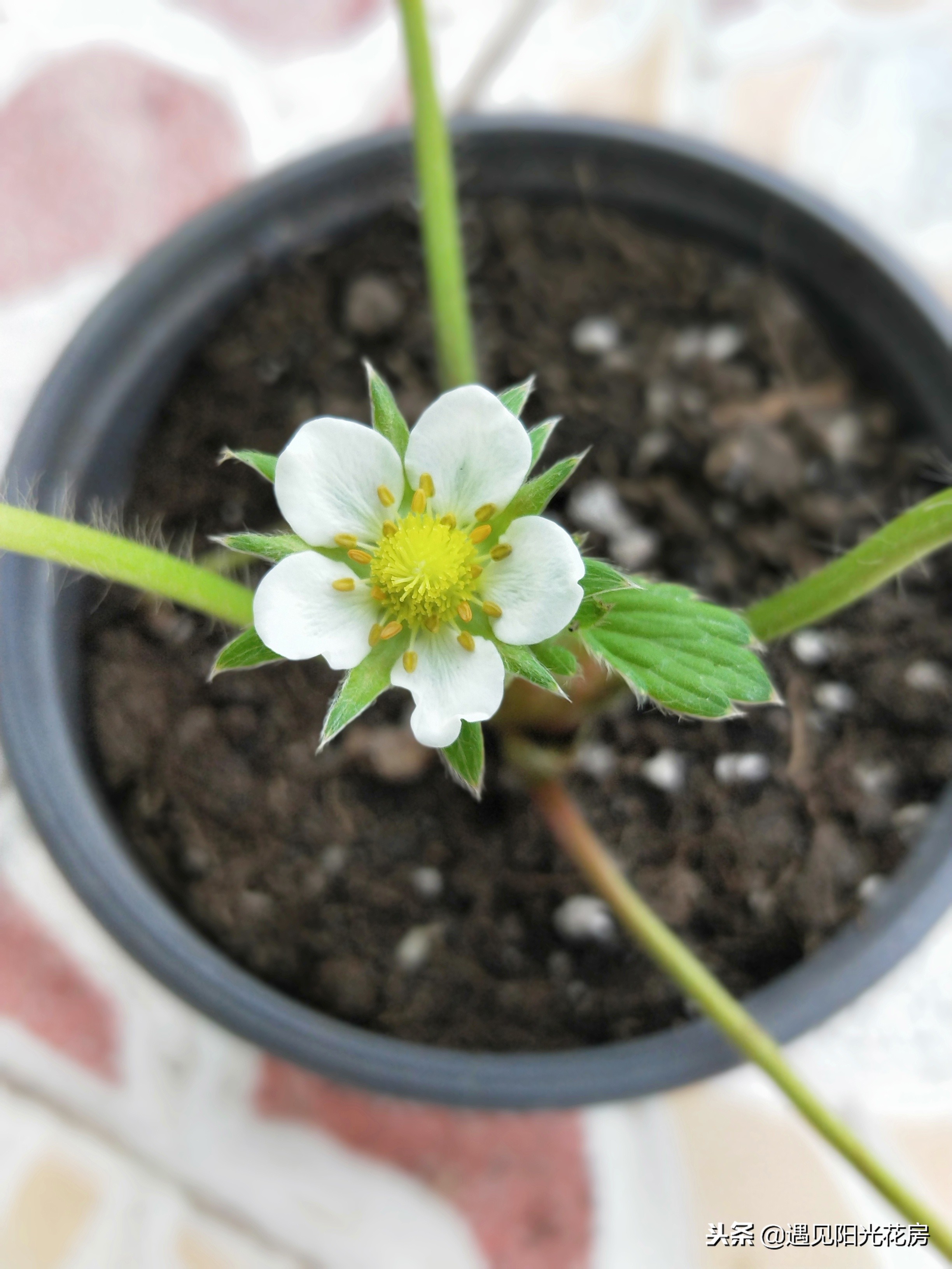 盆栽草莓开花了怎么养护,怎么养草莓才会多开花