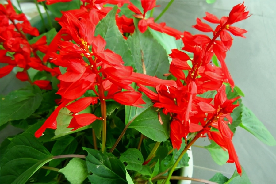 天竺葵花怎么养才能长寿,天竺葵长花苞了需要施肥