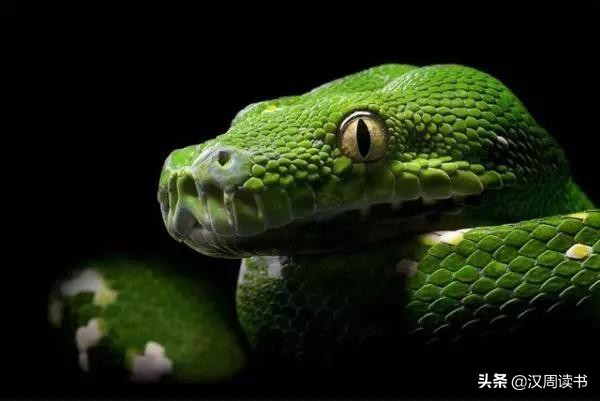 我们不怕蛇吗,家里有蛇真害怕