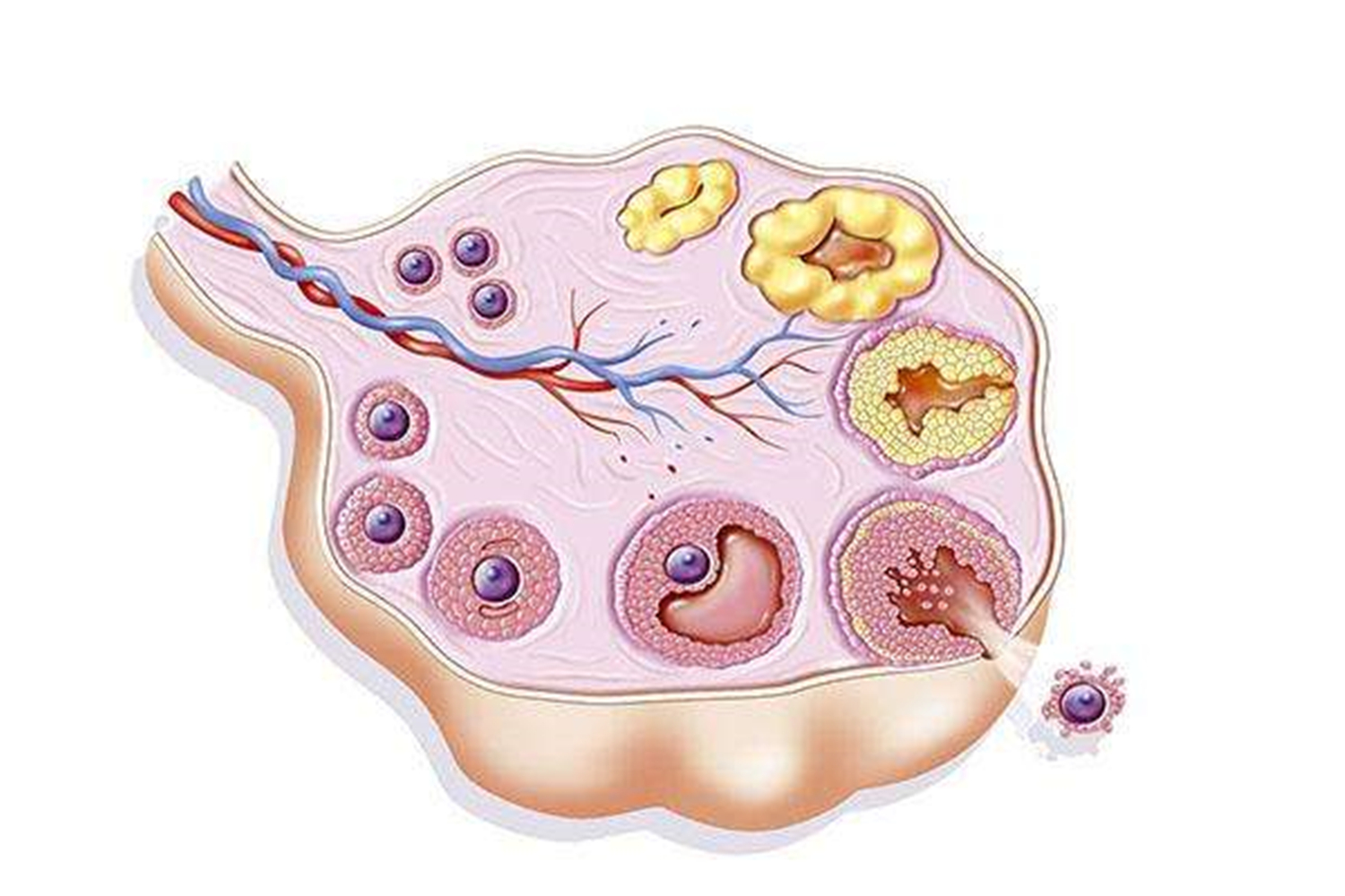 卵泡过大影响这个月来月经吗,卵泡质量不好会影响胎儿质量吗