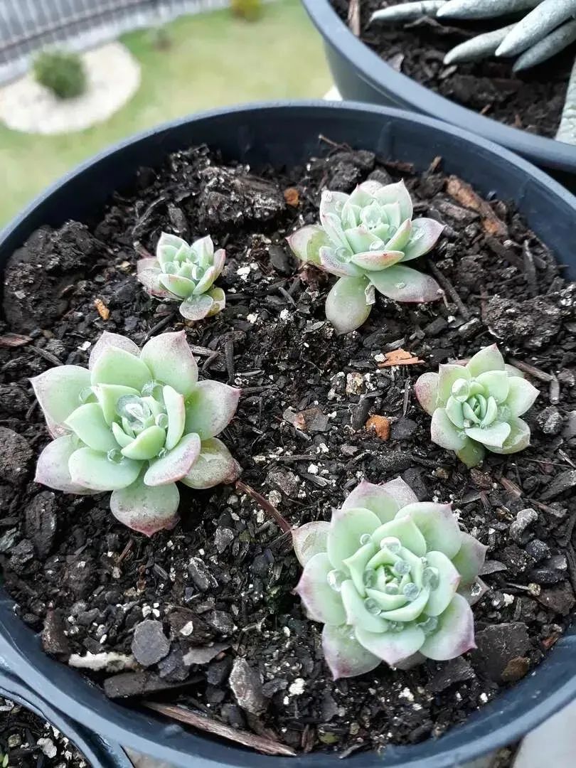 多肉植物怎样养新手入门篇,新手养多肉植物需要掌握的8点