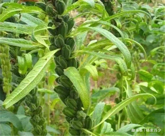 芝麻开花节节高是不是俗语,芝麻开花节节高的芝麻什么样子