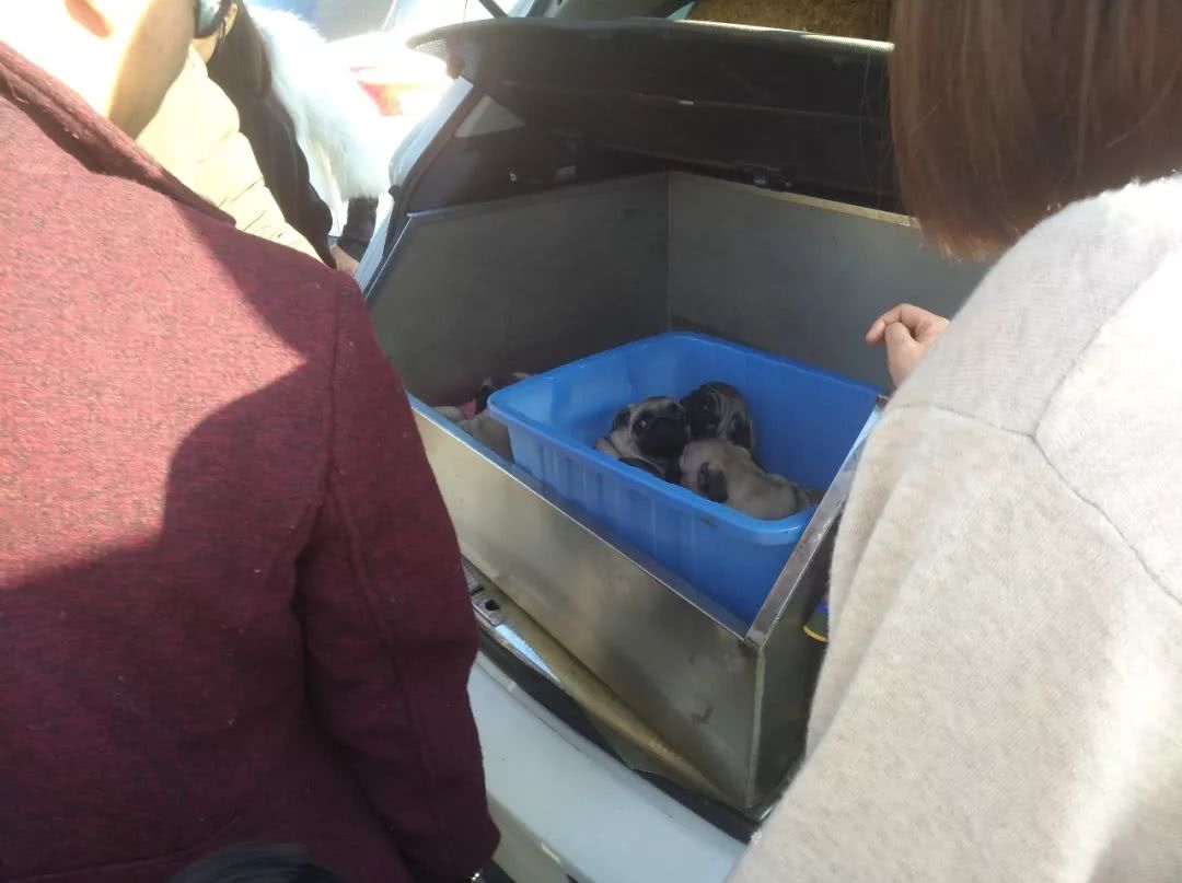 出售巴哥犬350元,卖巴哥幼犬