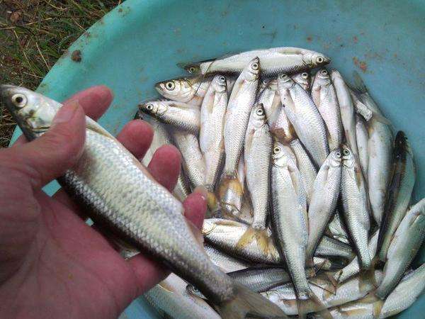 夏天野钓小鱼闹窝的最有效的方法,夏天钓鱼小鱼闹窝用什么饵