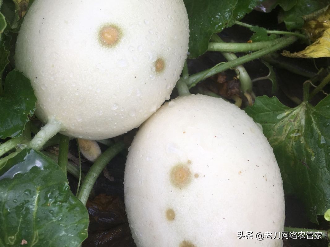 甜瓜上面果斑病最佳治疗方法,甜瓜茎部腐烂是什么病