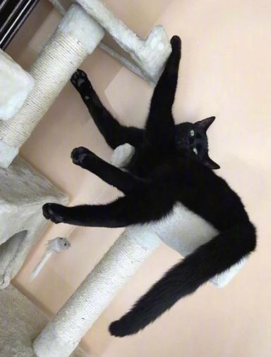 猫的内在品质,猫的本质就是嫌弃主人