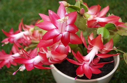 蟹爪兰和螃蟹爪一样吗,蟹爪兰叶子细长