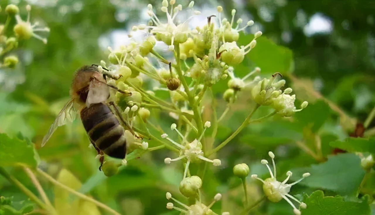 《扫黑风暴》中这瓶蜂蜜太抢镜，背后也藏7年“打假秘诀”