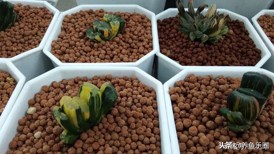 这位土豪家的渔场,光滤材就花了500多万,你确定不要见识一下?