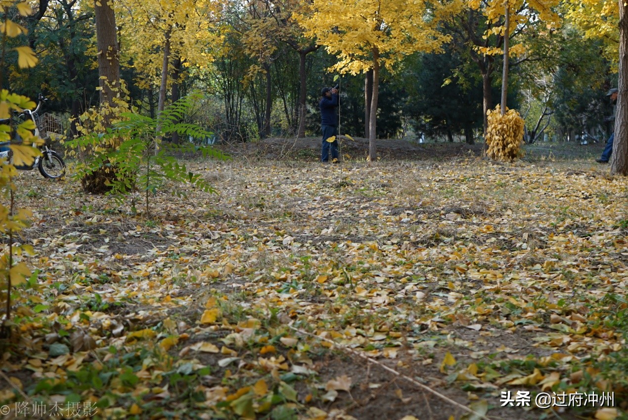 北京最大的森林公园大兴,北京最大环城公园