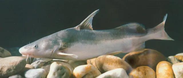 公认最好吃的10种淡水鱼,公认好吃淡水鱼有哪些种类