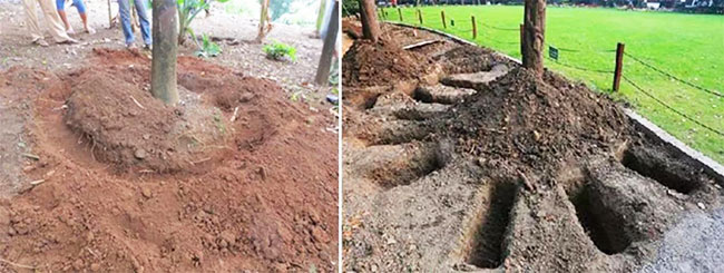 苹果缩果的危害,苹果缩叶病原因和治疗方法