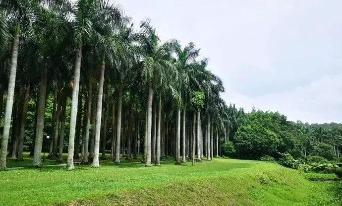 深圳十大免费旅游公园,国庆节深圳游玩