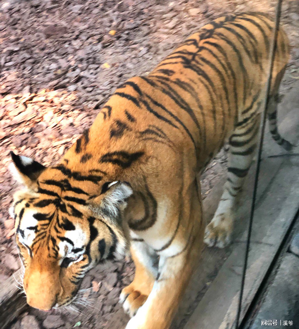 打卡国内热门榜1亲子游--广州长隆旅行攻略附带震撼价格！