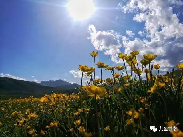 六月下旬甘南大草原花海,七月的甘南草原花海风光