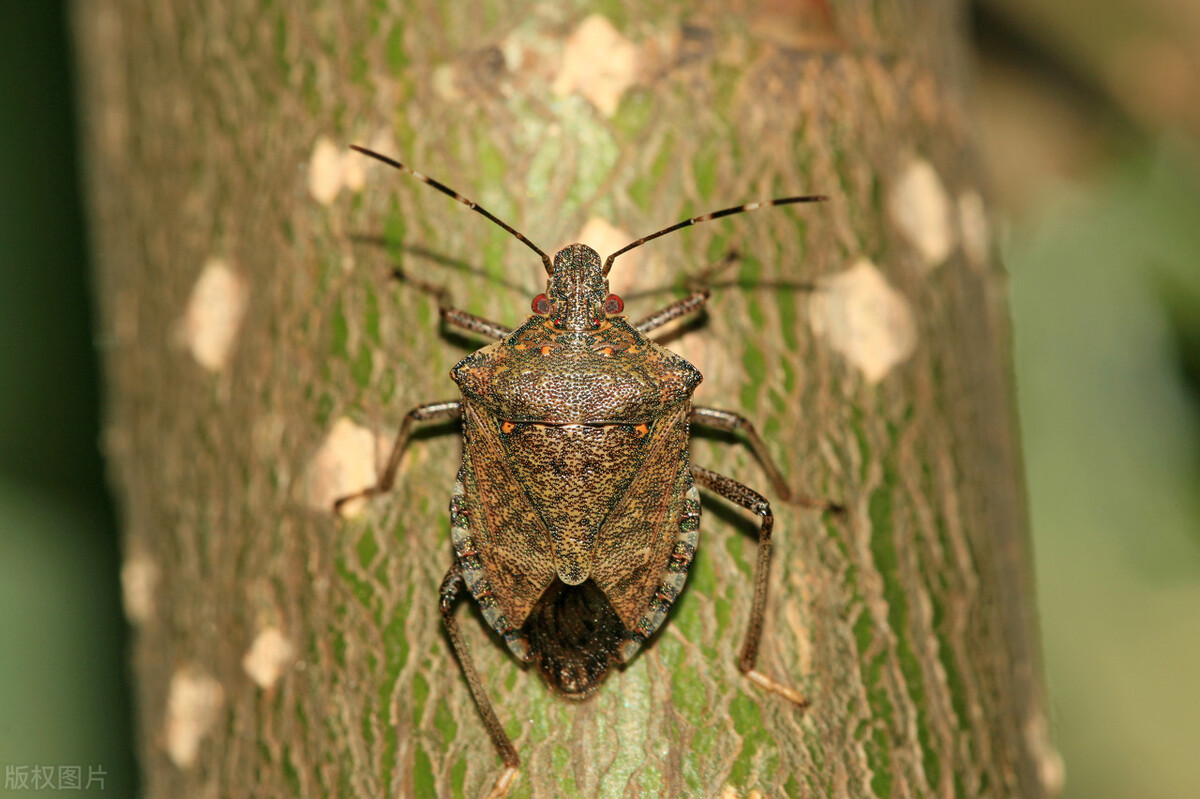 农村常见而又价值很大的虫子,农村难闻的虫子