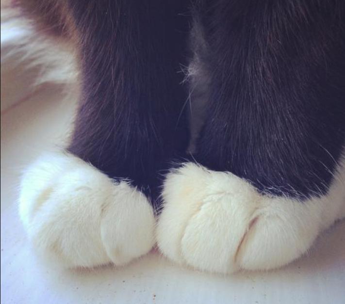 给猫咪剪脚毛有好处吗,正确给猫咪剪脚毛的方法技巧图