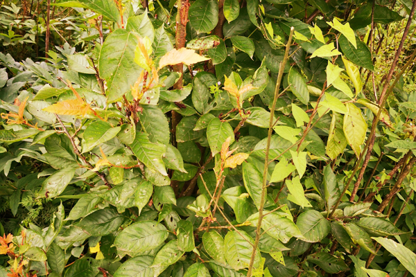 樱桃树缺铁施什么肥害,樱桃树缺铁怎么补救最好