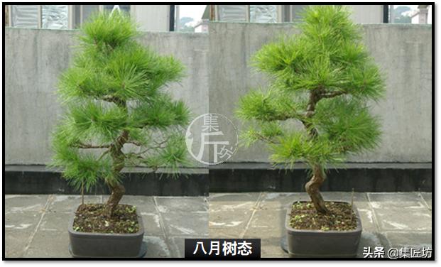 黑松盆景快速成型技术 (怎么让黑松盆景增粗变老不长高)