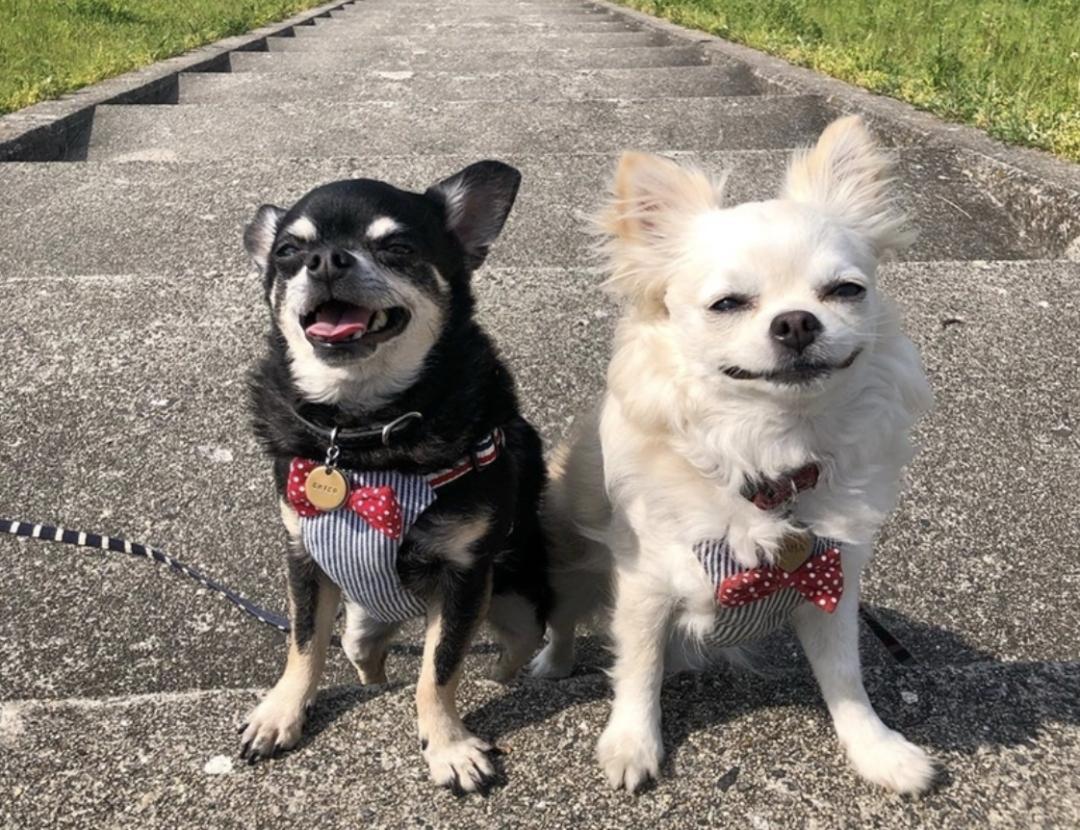 惹人喜爱的萌犬,萌犬