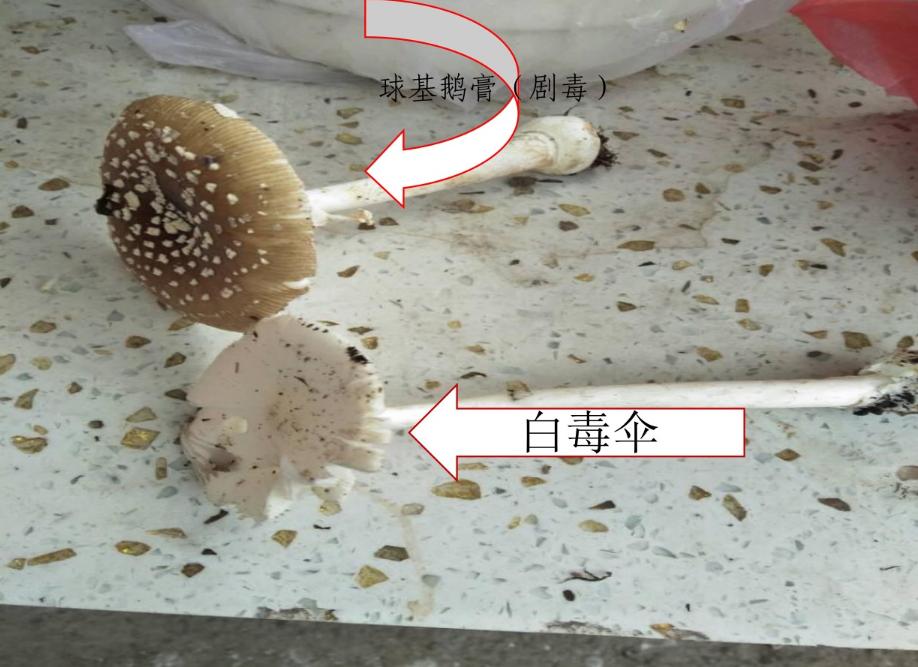 云南可食野生菌品种大全图片,海南常见的几种可食野生菌