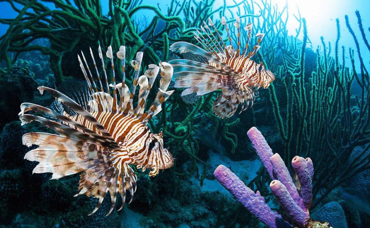 8千米深海,8千米深海野生鱼