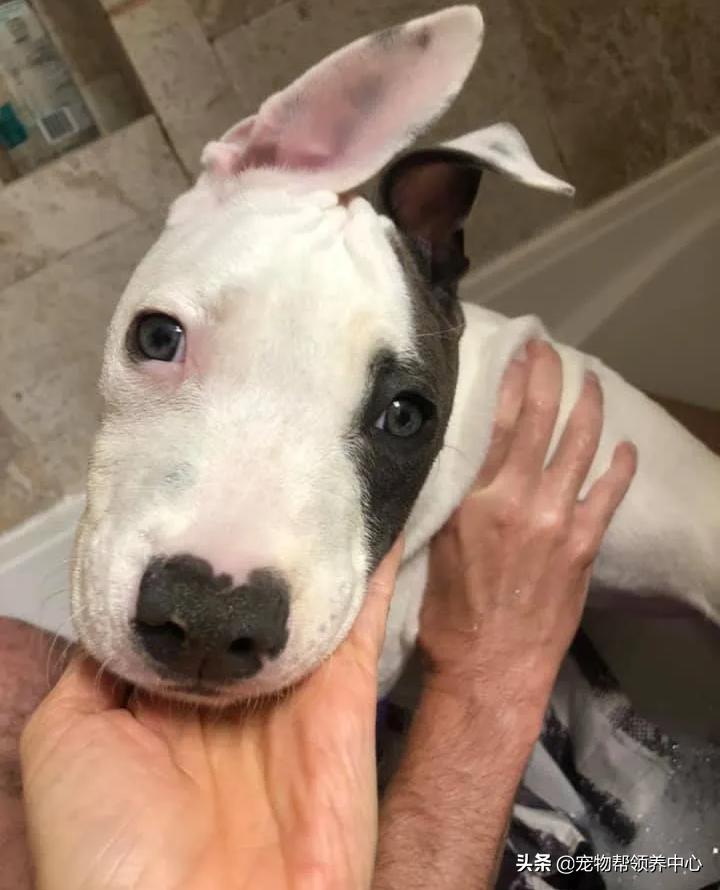 比特犬终于健康了视频,比特犬得了细菌性皮肤病