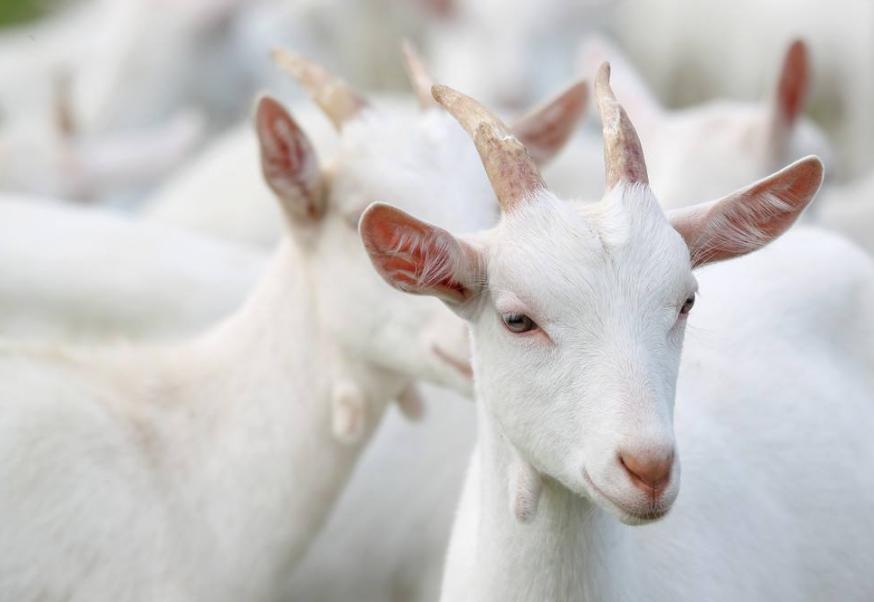 婴儿纯羊奶粉哪种牌子的比较好,婴儿羊奶粉口碑最好的前十名测评