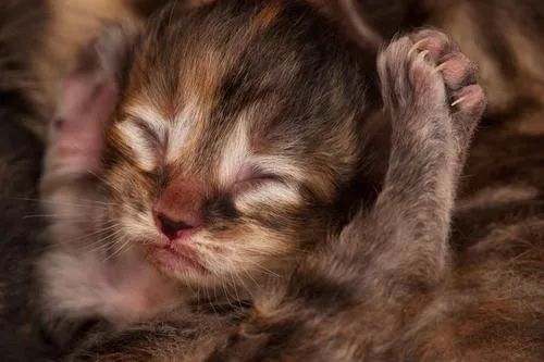 猫宫庄园大幅度提高新生小猫出生率的助产方法